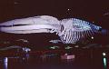26-Bruxelles,Museo di scienze naturali (balena,30 metri),13 agosto 1989